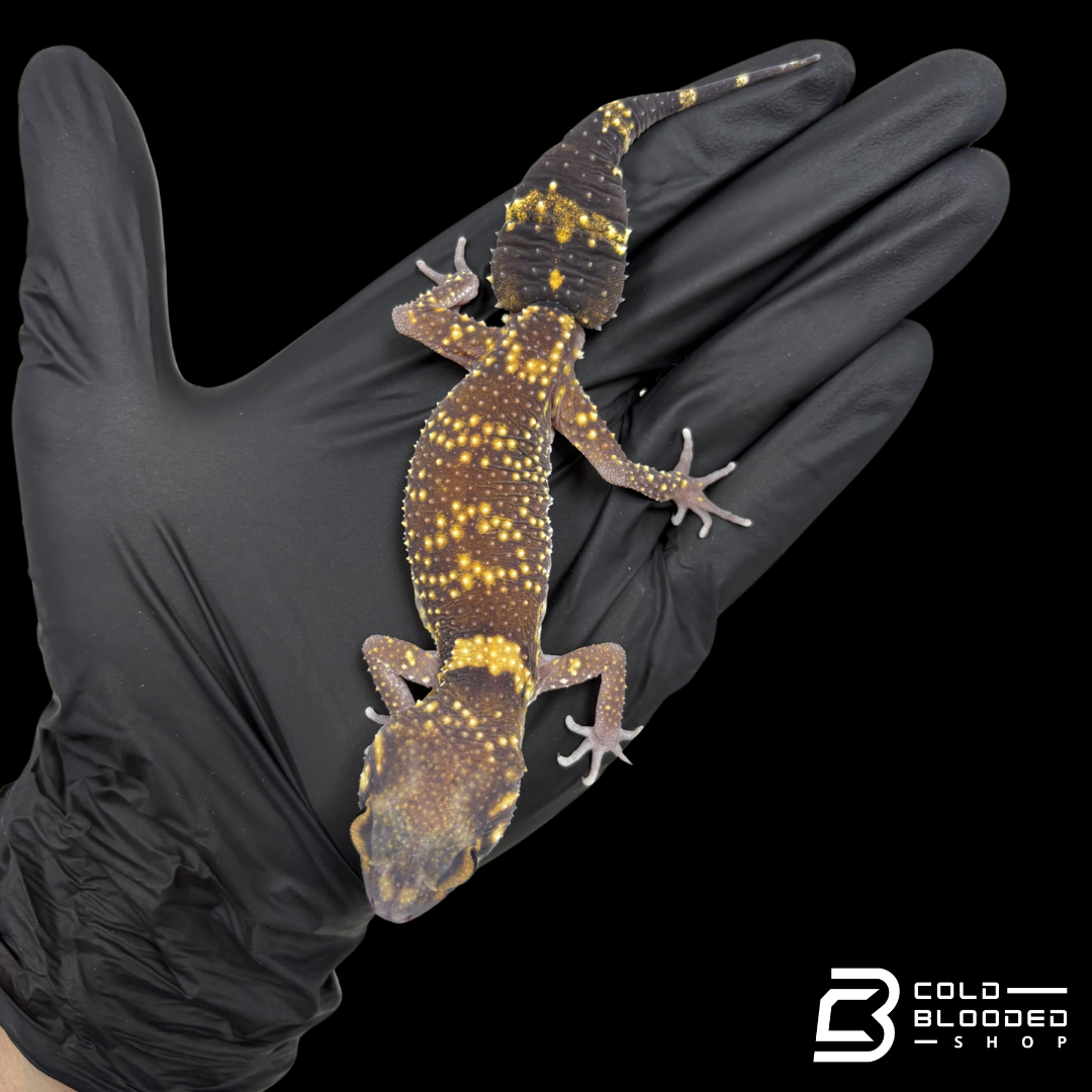 Australian Barking Gecko - Underwoodisaurus Milii