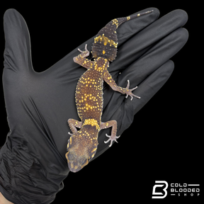 Australian Barking Gecko - Underwoodisaurus Milii