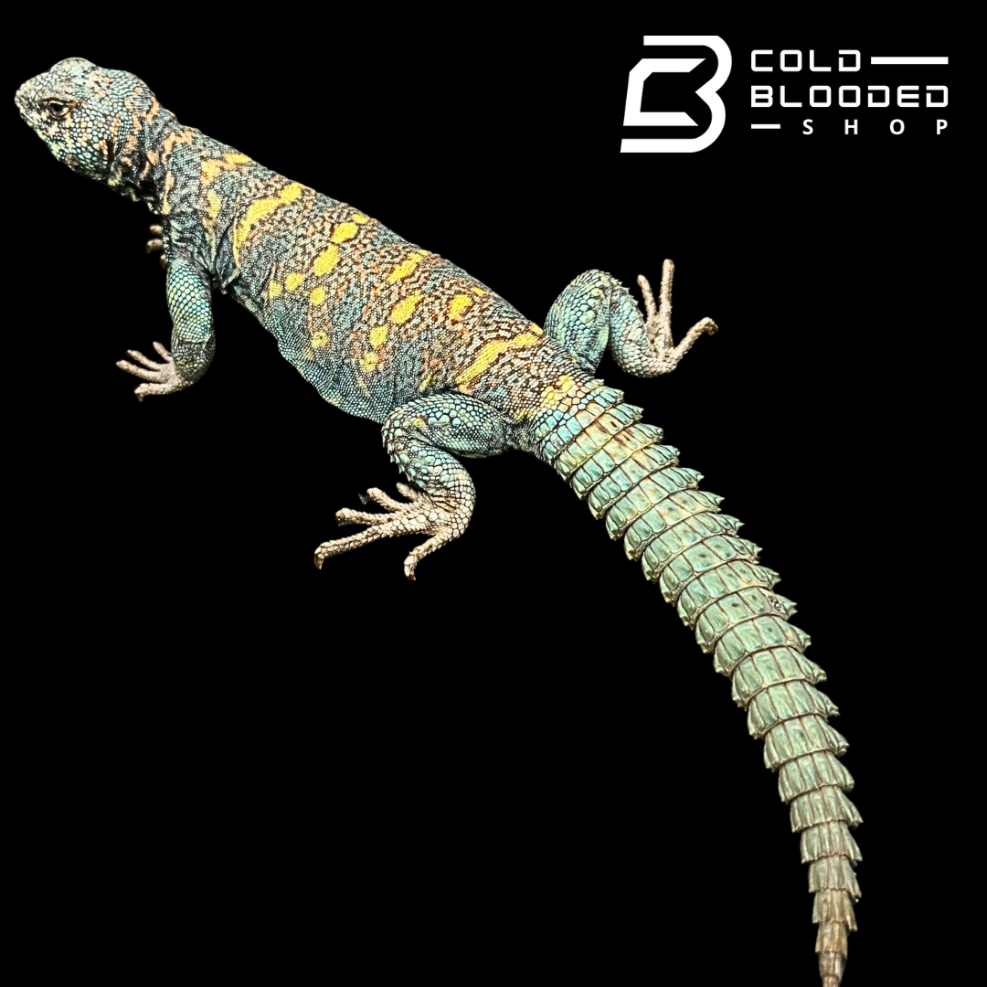 Adult Blue Male Ornate Uromastyx - Uromastyx ornata