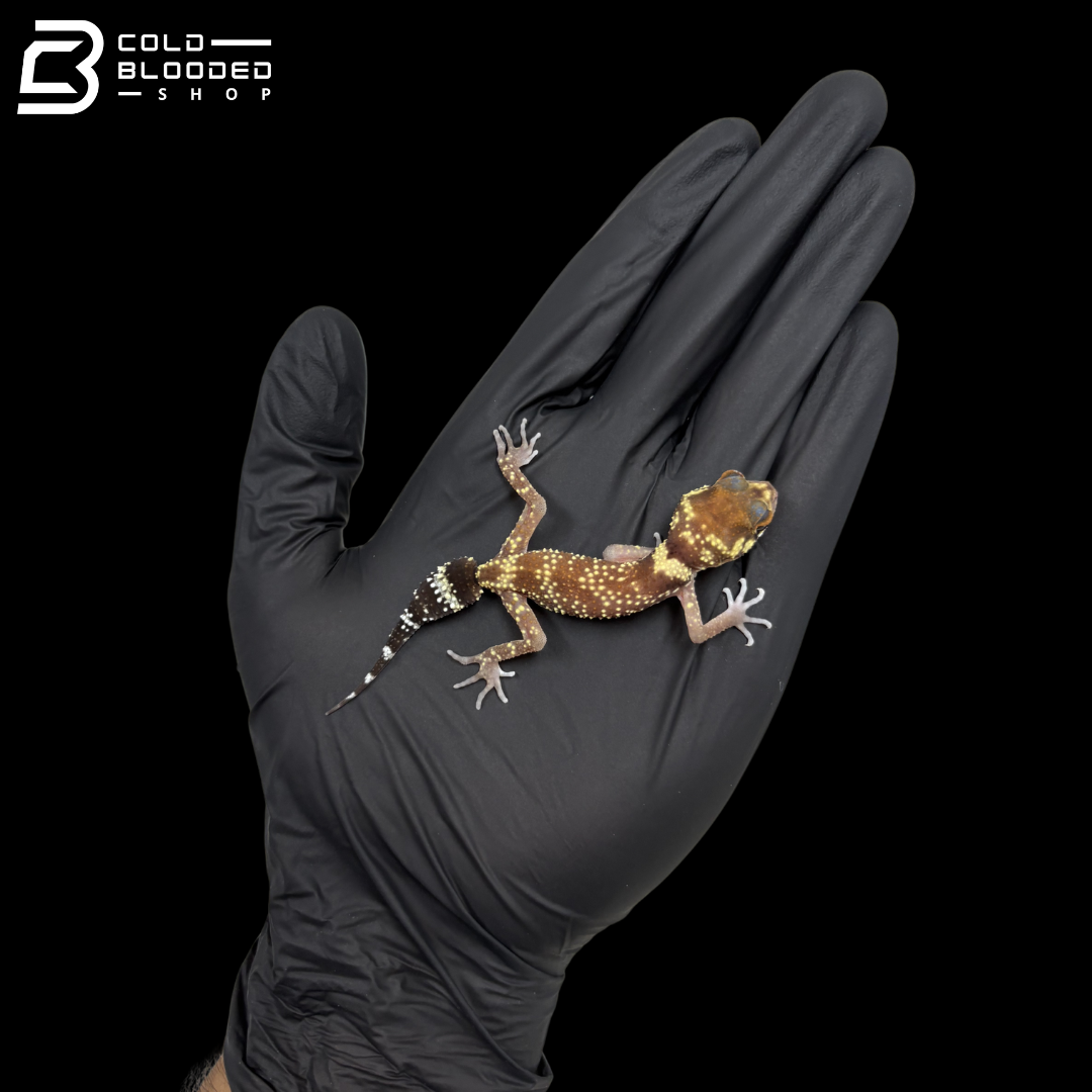 Young Male Australian Barking Gecko - Underwoodisaurus Milii