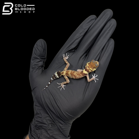 Young Male Australian Barking Gecko - Underwoodisaurus Milii
