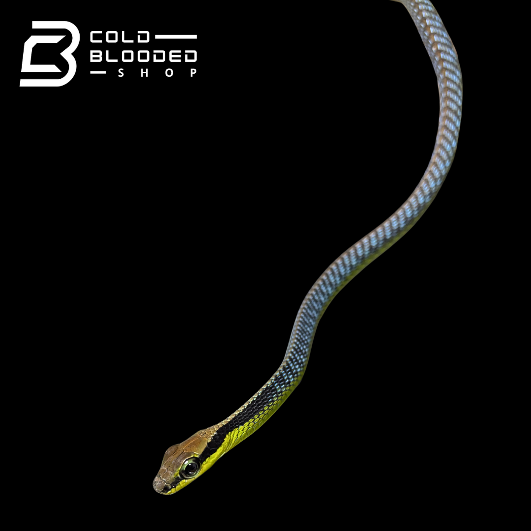 Serpiente de espalda de bronce pintada - Dendrelaphis Pictus