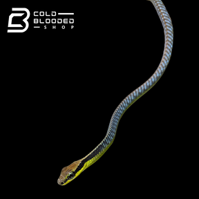 Serpiente de espalda de bronce pintada - Dendrelaphis Pictus