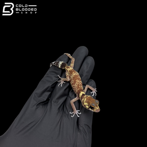 Young Male Australian Barking Gecko - Underwoodisaurus Milii