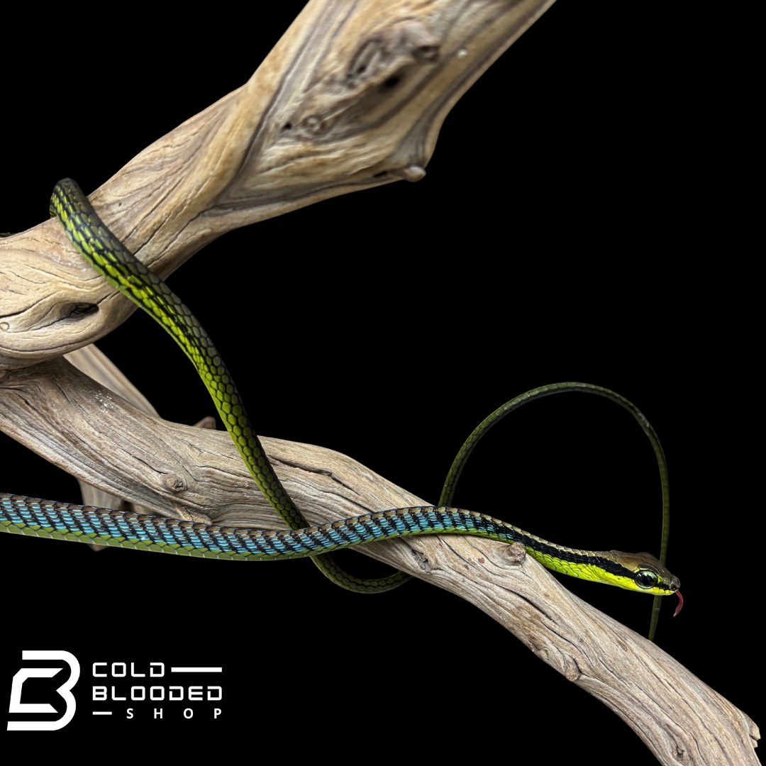Serpiente de espalda de bronce pintada - Dendrelaphis Pictus
