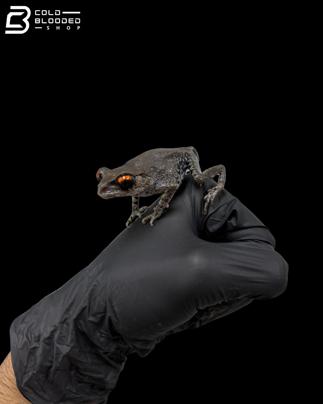 Spotted Litter Frogs - Leptobrachium Hendricksoni