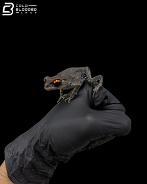 Spotted Litter Frogs - Leptobrachium Hendricksoni