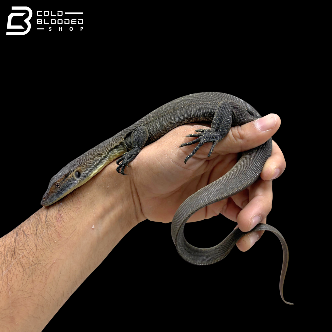 Mertens' Water Monitor - Varanus Mertensi