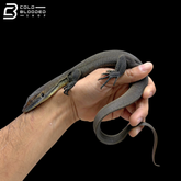 Mertens' Water Monitor - Varanus Mertensi