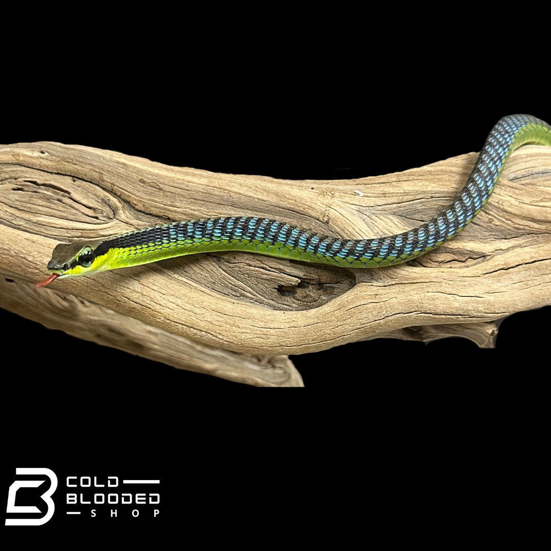 Serpiente de espalda de bronce pintada - Dendrelaphis Pictus