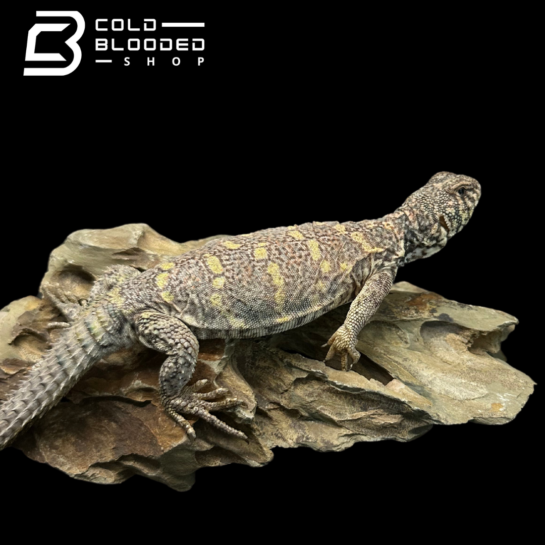 Adult Female Ornate Uromastyx - Uromastyx ornata