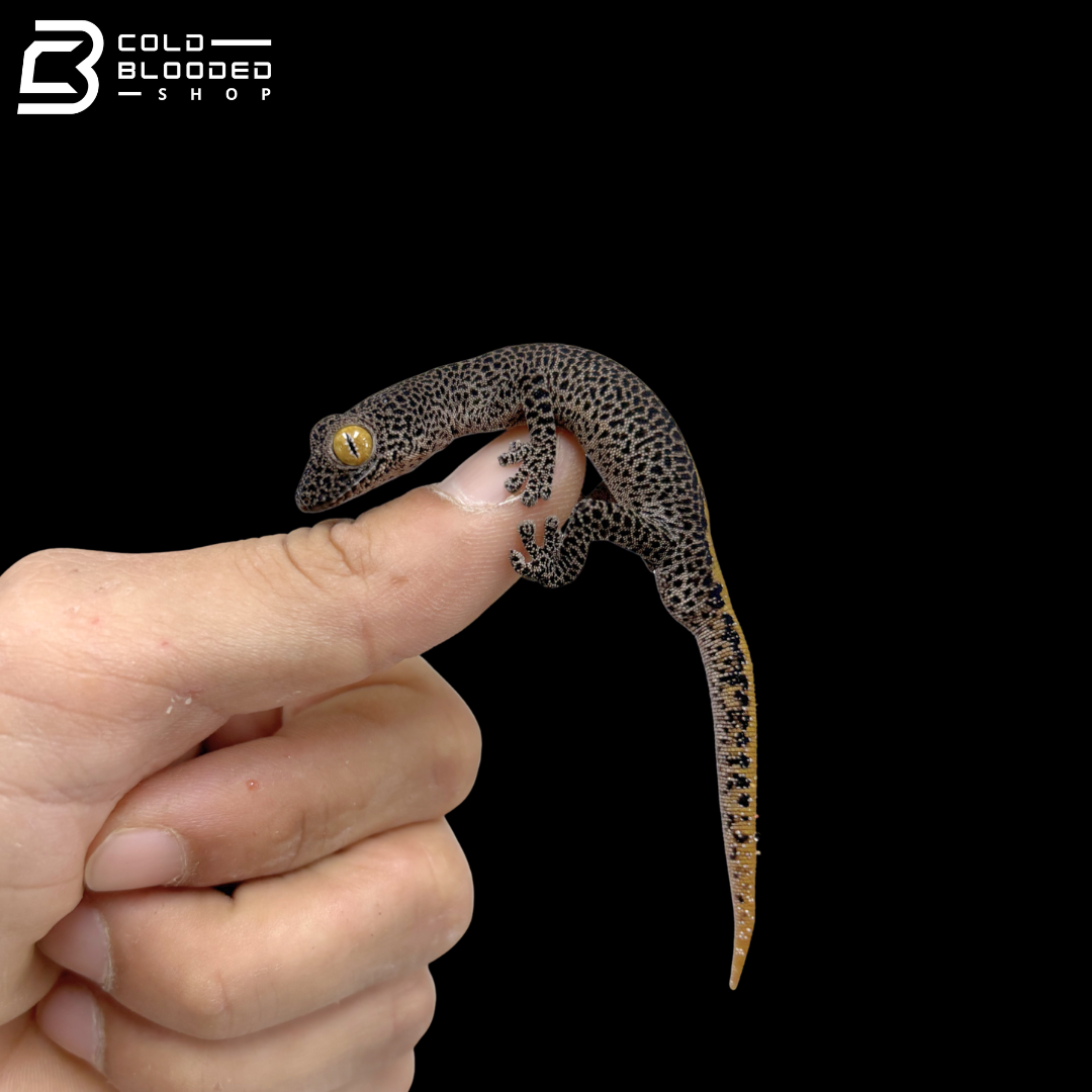 Golden Tailed Gecko - Strophurus Taenicauda