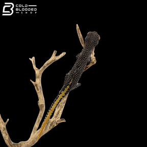 Golden Tailed Gecko - Strophurus Taenicauda