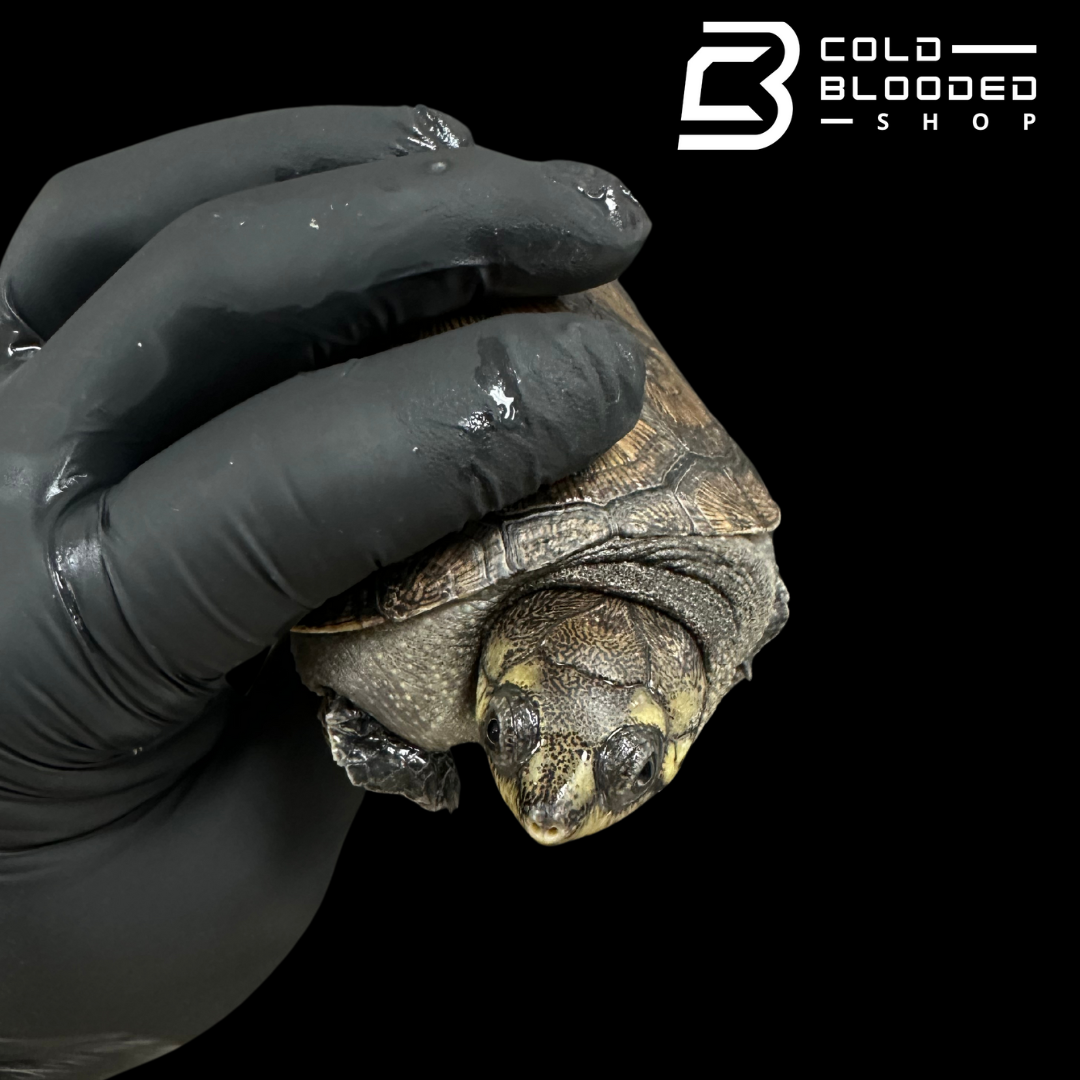 Madagascan big-headed turtle ZOO STOCK - Erymnochelys madagascariensis