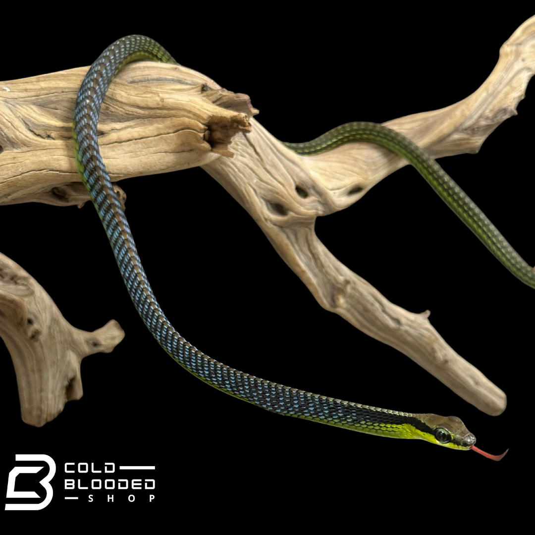 Serpiente de espalda de bronce pintada - Dendrelaphis Pictus