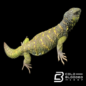 Bebé Uromastyx adornado