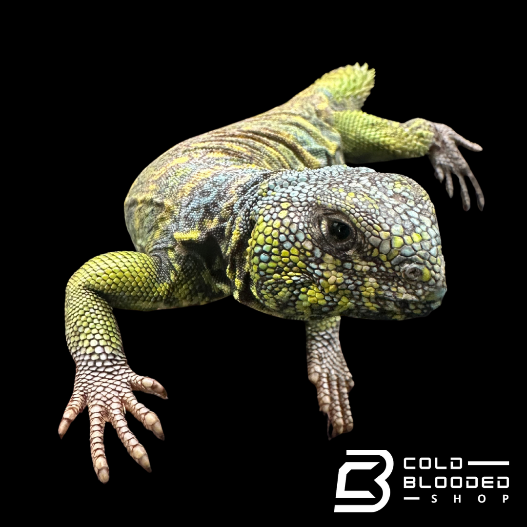 Bebé Uromastyx adornado