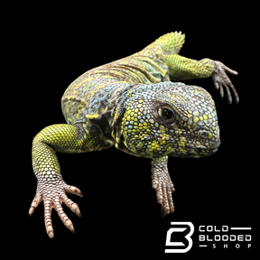 Bebé Uromastyx adornado