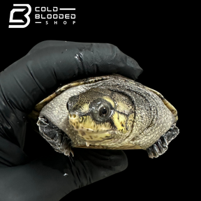 Madagascan big-headed turtle ZOO STOCK - Erymnochelys madagascariensis