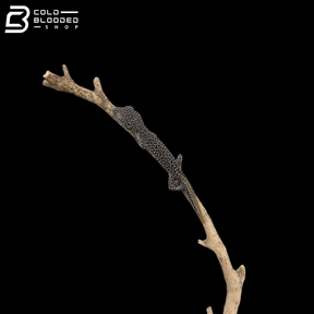 Golden Tailed Gecko - Strophurus Taenicauda