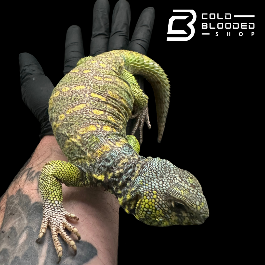 Adult Green Male Ornate Uromastyx - Uromastyx ornata