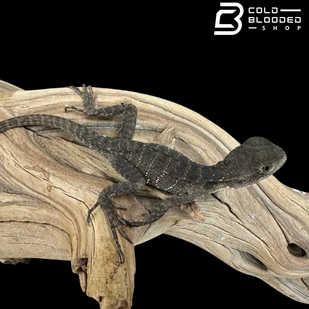 Baby Australian Water Dragons - Intellagama lesueurii