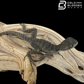 Baby Australian Water Dragons - Intellagama lesueurii