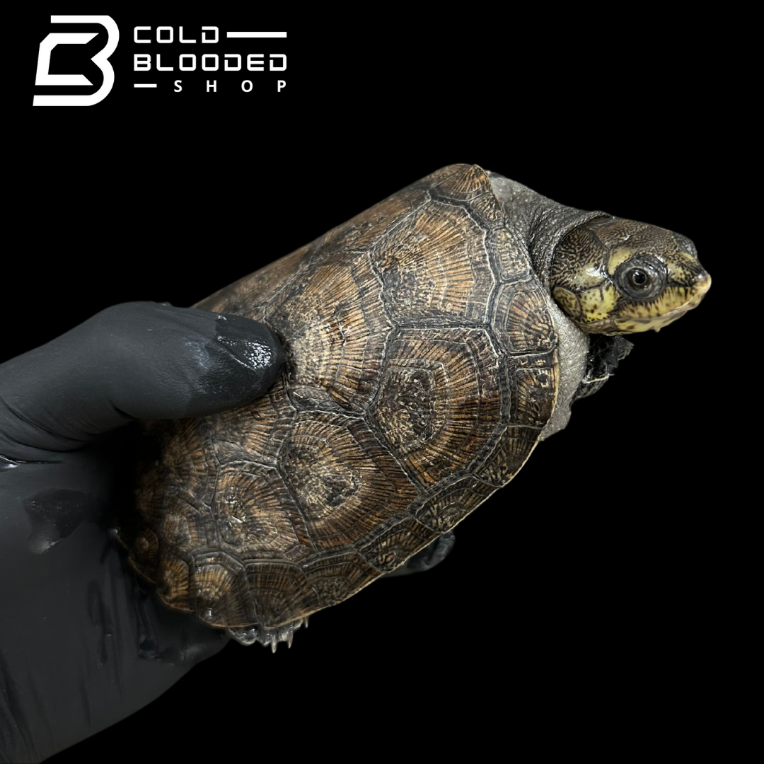 Madagascan big-headed turtle ZOO STOCK - Erymnochelys madagascariensis