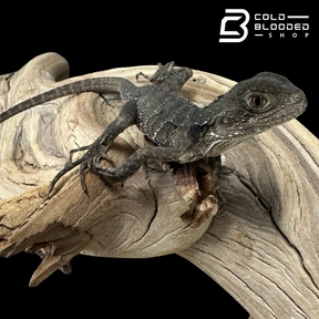 Baby Australian Water Dragons - Intellagama lesueurii