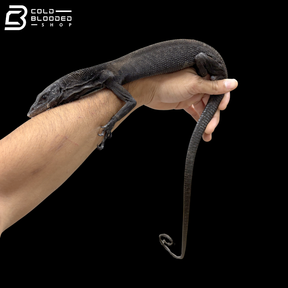 Adult Male Black Tree Monitor - Varanus beccarii
