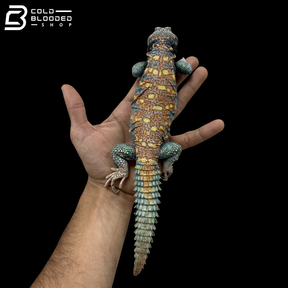 High Red Blue Ornate Uromastyx - Uromastyx Ornata