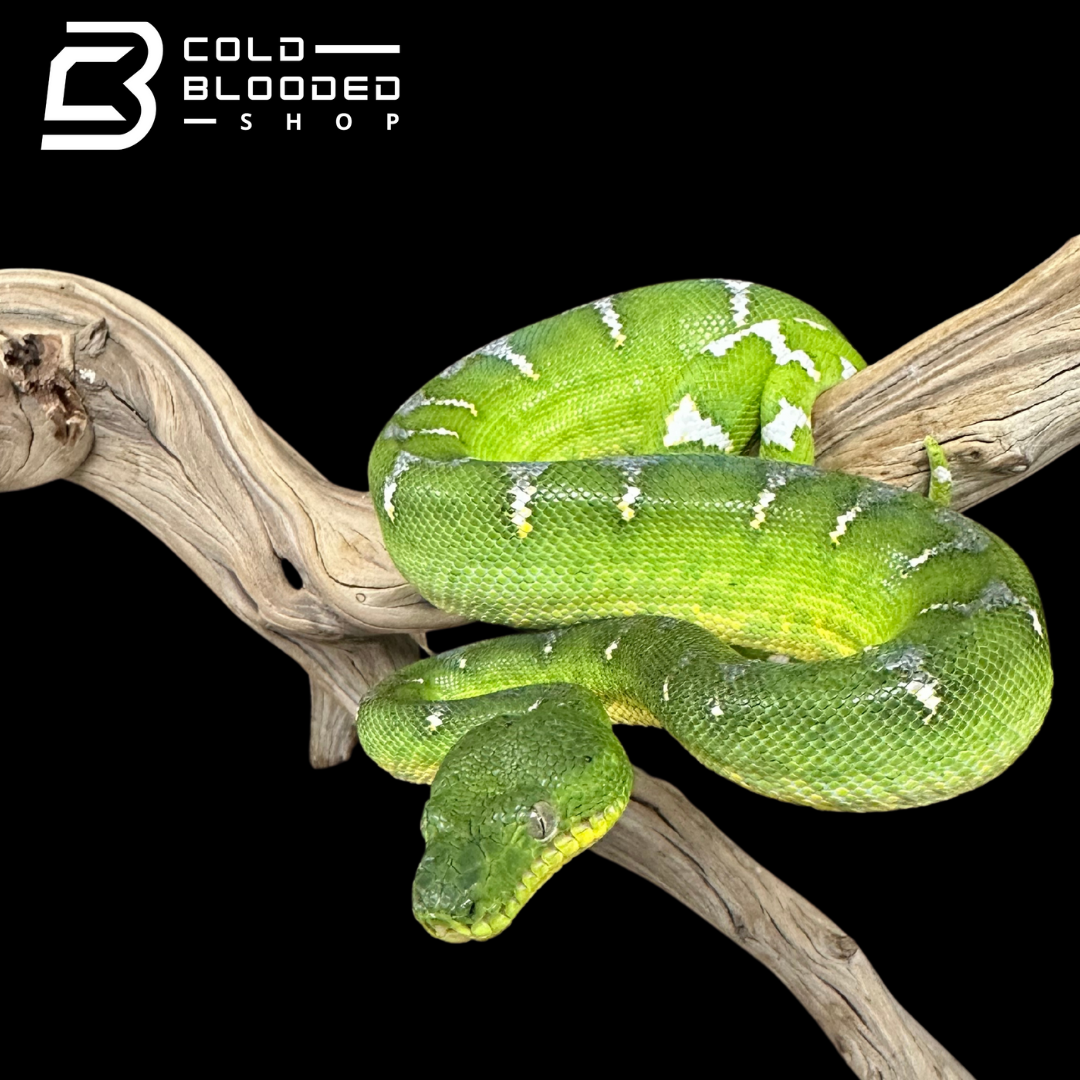 Juvenile Emerald Tree Boa male  - Corallus caninus # 4