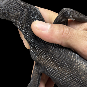 Adult Male Black Tree Monitor - Varanus beccarii
