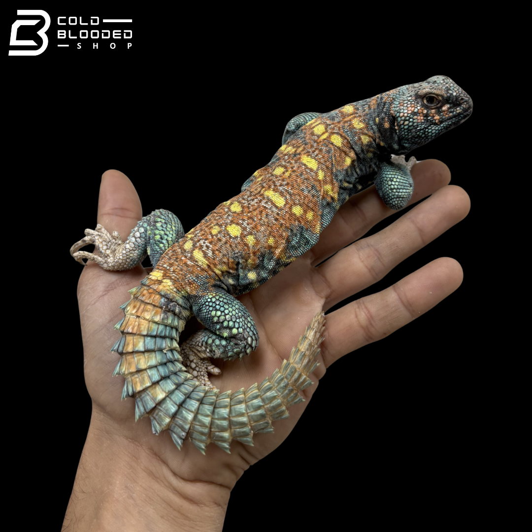 High Red Blue Ornate Uromastyx - Uromastyx Ornata