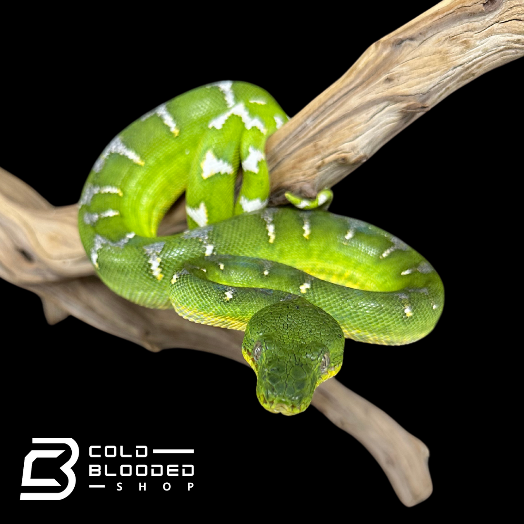 Juvenile Emerald Tree Boa male  - Corallus caninus # 4