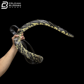 Adult Male Suriname Tiger Rat Snake - Spilotes Pullatus