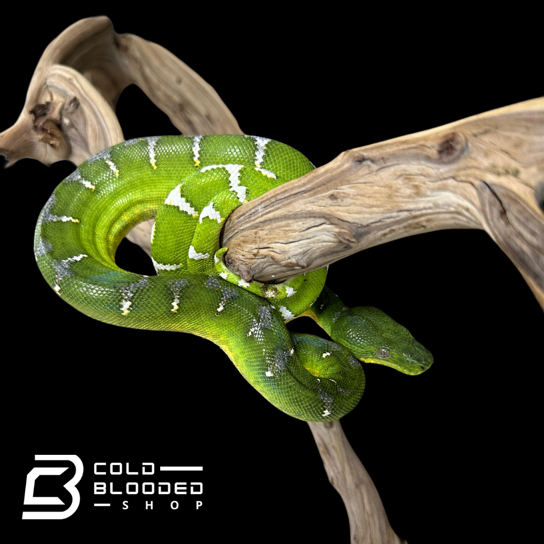 Juvenile Emerald Tree Boa male  - Corallus caninus # 4