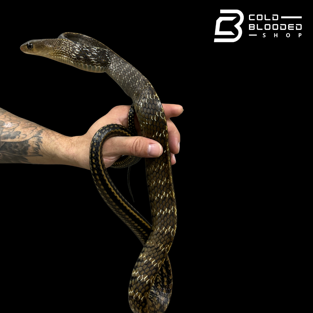Adult Female Keeled Rat Snake - Ptyas Carinata #3