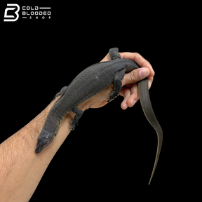 Mertens' Water Monitor - Varanus Mertensi