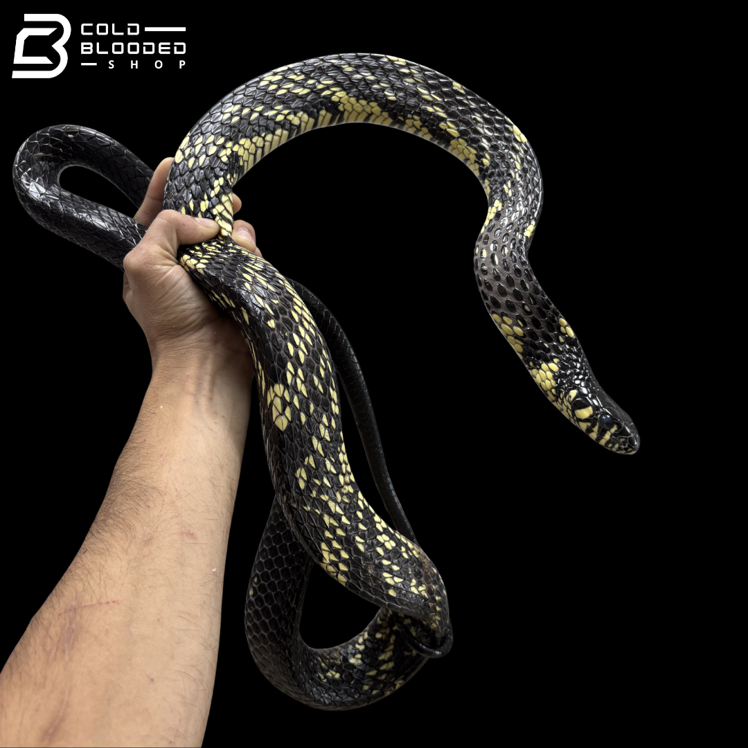 Adult Male Suriname Tiger Rat Snake - Spilotes Pullatus