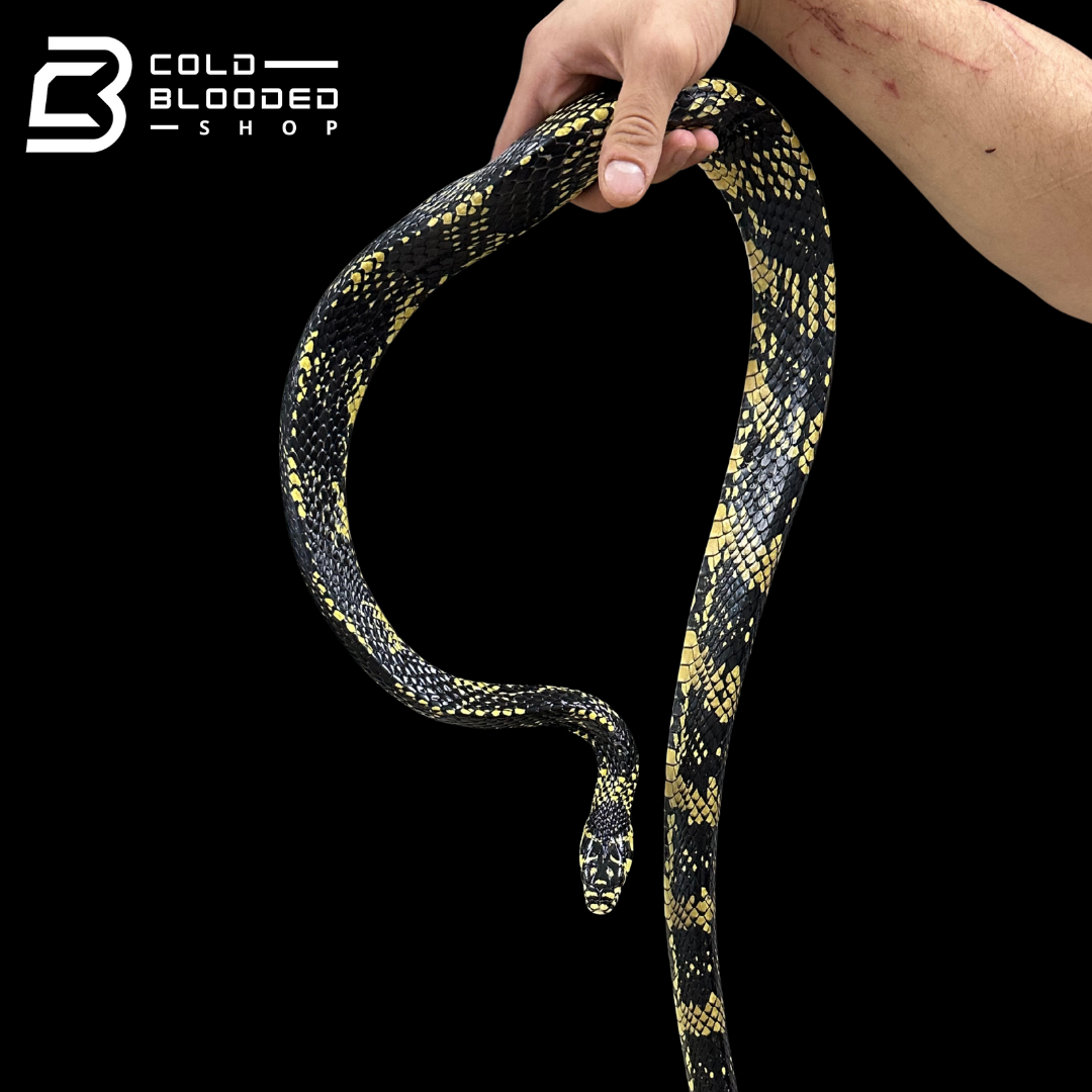Adult Female Nicaraguan Tiger Rat Snake - Spilotes pullatus