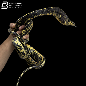 Adult Female Nicaraguan Tiger Rat Snake - Spilotes Pullatus