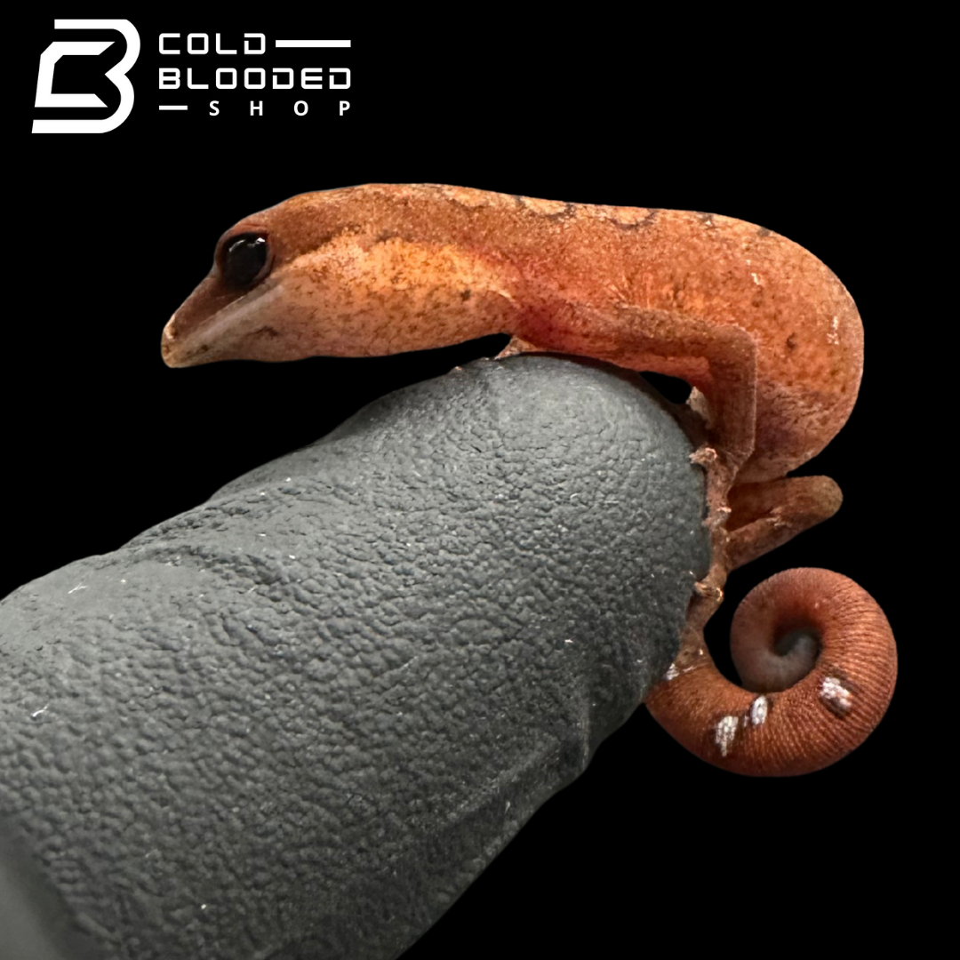 Cat Gecko Cat Gecko - Aeluroscalabotes felinus for sale