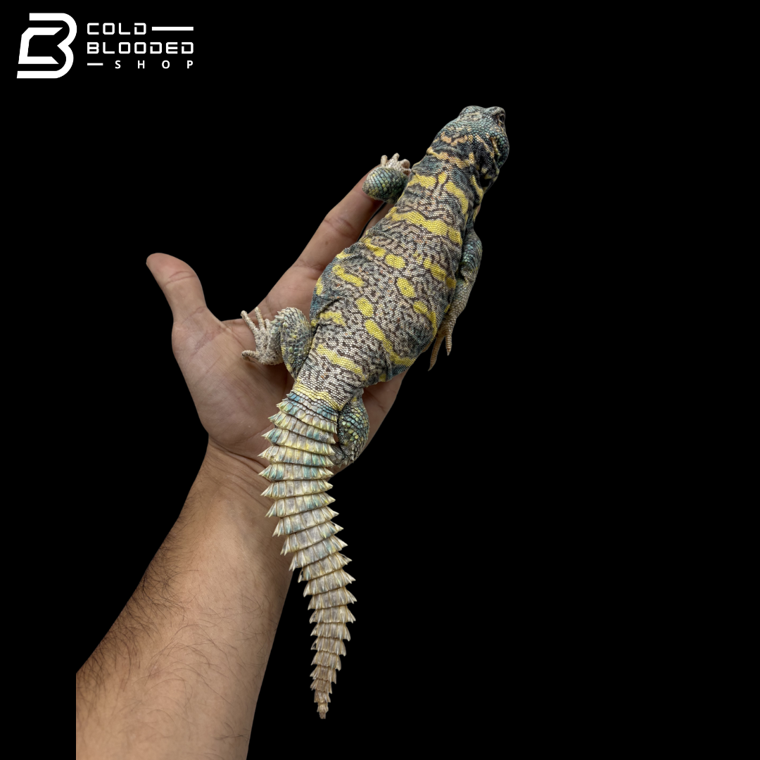 Light Blue High Yellow Ornate Uromastyx - Uromastyx Ornata