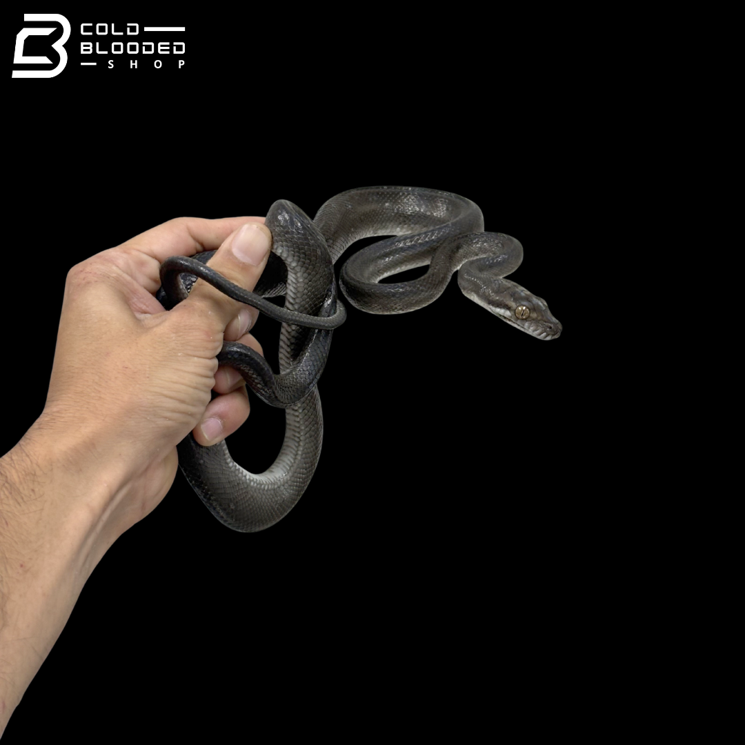 Juvenile Female Tanimbar Python - Simalia nauta