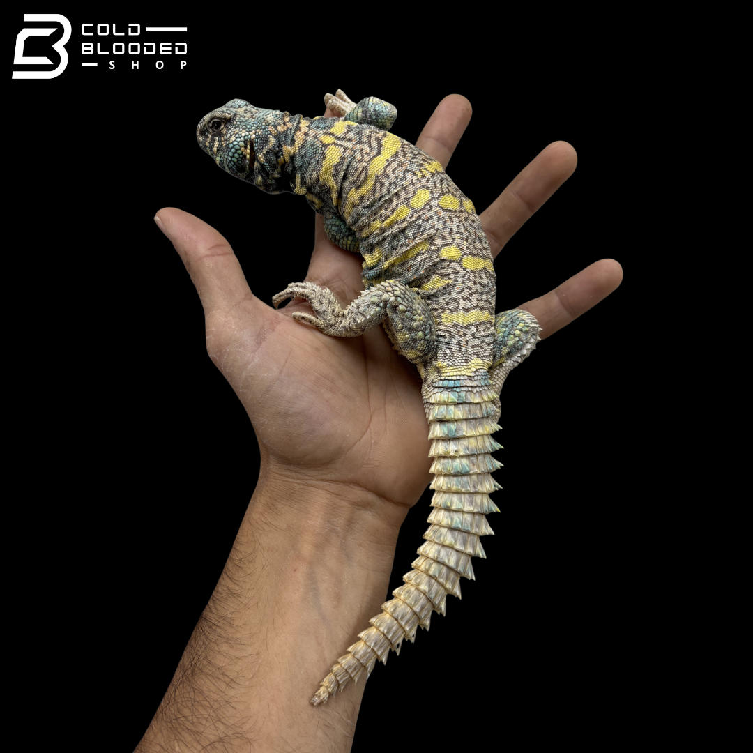 Light Blue High Yellow Ornate Uromastyx - Uromastyx Ornata