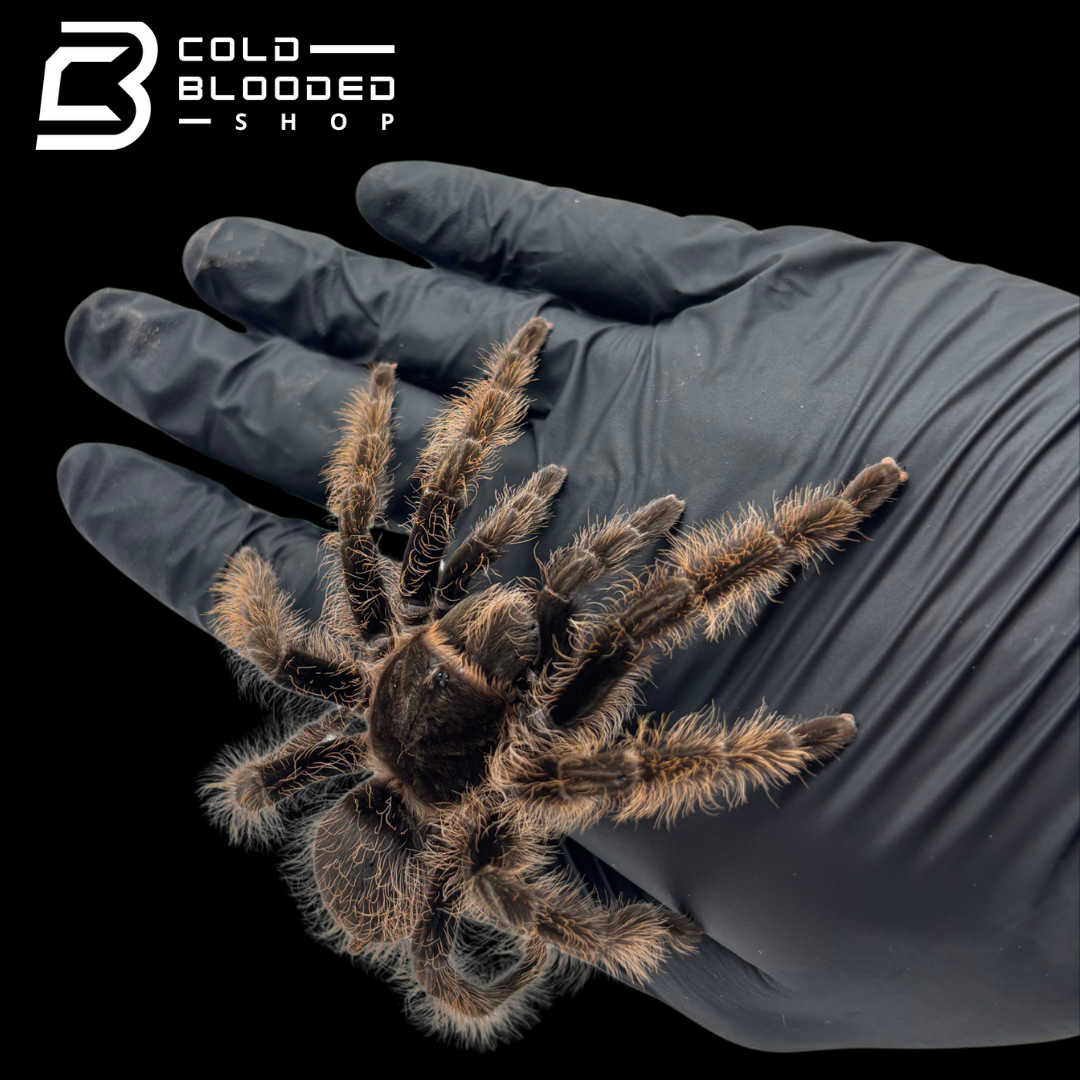 Curly Hair Tarantulas - Tliltocatl albopilosus