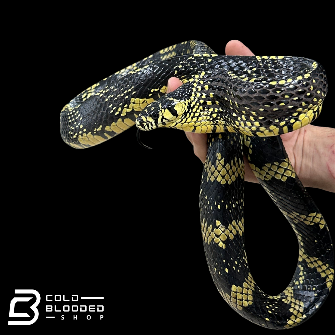 Adult Female Nicaraguan Tiger Rat Snake - Spilotes pullatus