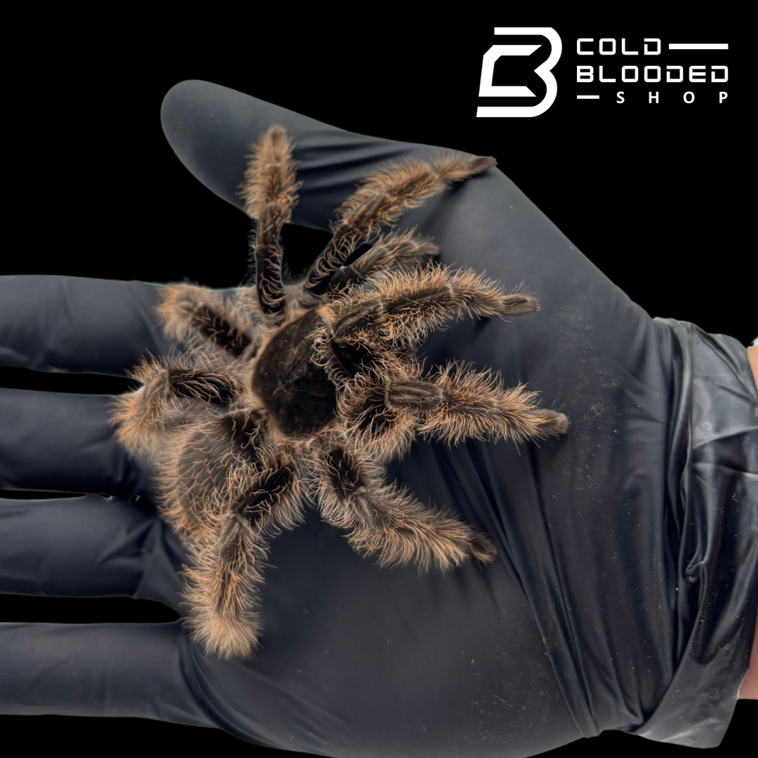 Curly Hair Tarantulas - Tliltocatl albopilosus