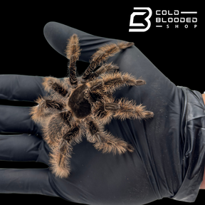 Curly Hair Tarantulas - Tliltocatl albopilosus
